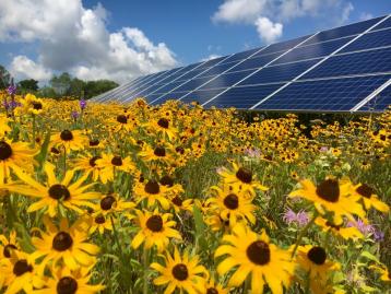 Sunflower Power: Sunflowers for solar farms 